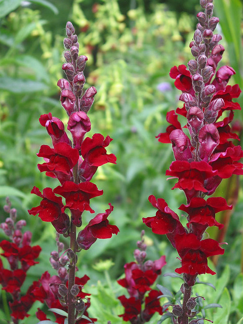 راهنمای نگهداری و پرورش گل و گیاهان زینتی - گل میمون